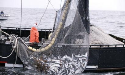 Oceana: Khai thác IUU là một tội phạm về môi trường