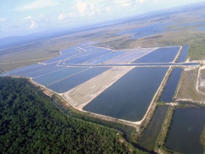 GOAL: Sản lượng tôm ở mỗi khu vực đều dự đoán tăng