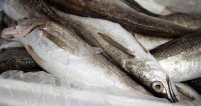 Iceland: Sản lượng cá tuyết lam giảm trong tháng 6