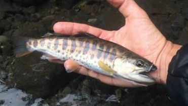 Philippines bỏ hạn chế nhập khẩu thủy sản Nhật Bản