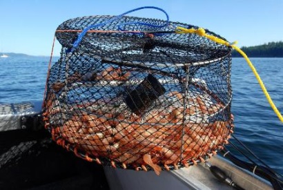 Nga: Sản lượng khai thác tôm tăng 36% năm 2018