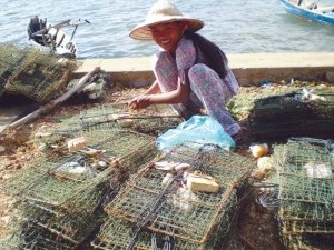 Ghẹ nuôi theo mô hình bán tự nhiên đảm bảo an toàn thực phẩm