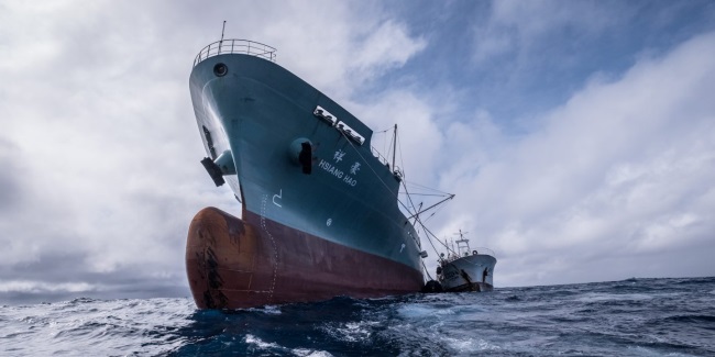 EU muốn điều tra việc Trung Quốc bán phá giá loin cá ngừ hấp