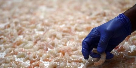 Trung Quốc: Nhập khẩu tôm nước ấm giảm 49% trong tháng 8/2020