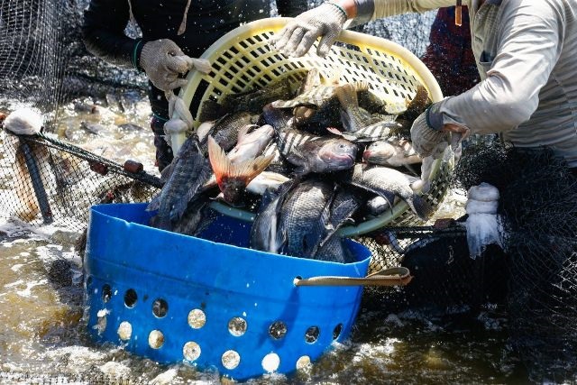 Bất chấp đại dịch COVID-19, triển vọng sản xuất cá rô phi toàn cầu vẫn sáng sủa