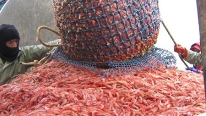 Canada: FFAW phản đối kế hoạch khôi phục nguồn lợi của DFO