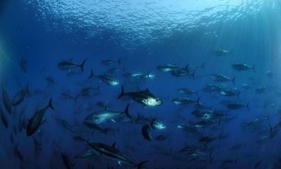 SFP: Tính bền vững ngành thủy sản toàn cầu được cải thiện