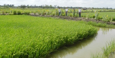 Giải pháp giảm thiểu rủi ro nuôi tôm quảng canh