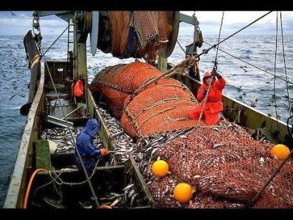 Đề xuất tăng TAC của cá minh thái tăng thêm 33.000 tấn