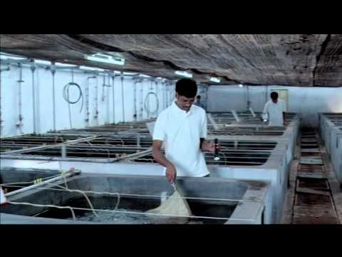 Ấn Độ: Các trại tôm giống bị ảnh hưởng bởi Covid-19