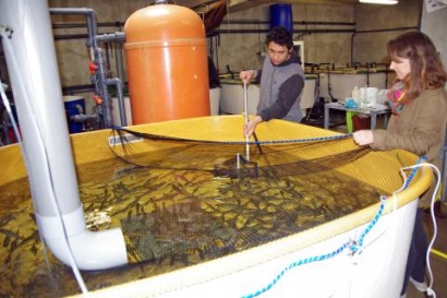 EU: Ngành nuôi trồng thủy sản phát triển vượt bậc