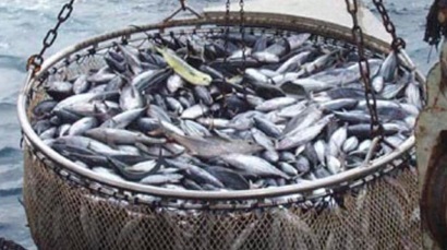 Đài Loan tăng cường hành động nhằm thoát 