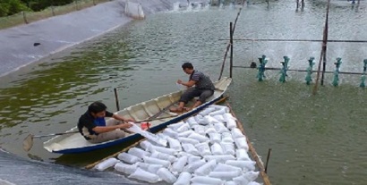 Khung lịch thời vụ thả nuôi giống tôm nước lợ năm 2017