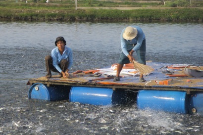Bến Tre: Diện tích nuôi cá tra tăng 4,1% so với cùng kỳ năm 2015