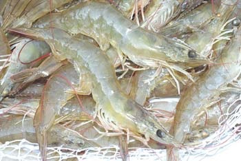 Đồng Nai: Giá tôm chân trắng tăng mạnh
