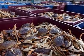 Mỹ: Giá cua Dungeness tăng 