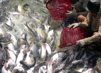 NFI cảnh báo, những tổ chức không ưa cá tra vẫn nỗ lực hành động ở Washington DC