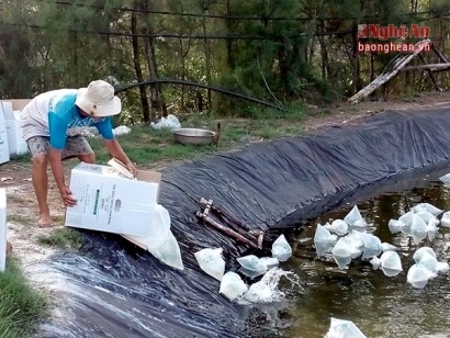 Nghệ An thả nuôi thủy sản trên 21.000 ha ao đầm