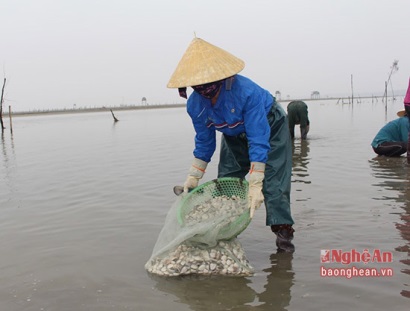 Quỳnh Lưu (Nghệ An): Thu hàng chục tỷ đồng mỗi năm từ nuôi ngao
