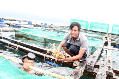 Cam Ranh: Phát triển tôm hùm xanh