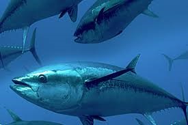 Lượng cá ngừ Albacore cập cảng dưới mức trung bình