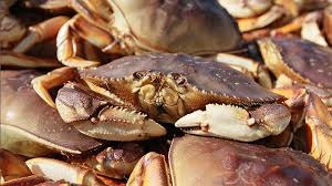 Trung Quốc ngừng nhập cua dungeness California