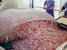 Argentina: Xuất khẩu tôm tăng nhờ nhu cầu cao từ Trung Quốc, EU