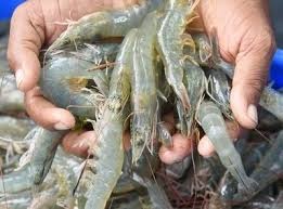 Ấn Độ: Xuất khẩu tôm dự kiến tăng trong năm 2018