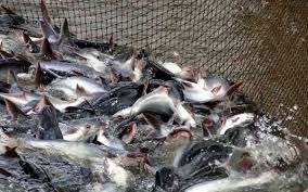 Quy mô thị trường cá tra phát triển đến năm 2025