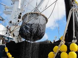 Giá cá ngừ Ấn Độ Dương cao hơn