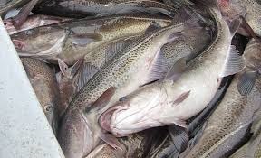 Diễn đàn Cá đáy dự đoán nguồn cung tự nhiên giảm 186.000 tấn vào năm 2019