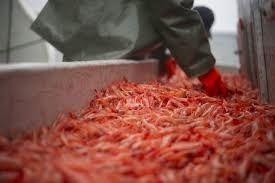 Giá tôm nước lạnh ổn định tới cuối năm nay