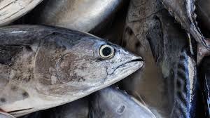 Sản lượng khai thác cá ngừ vằn tại EPO giảm