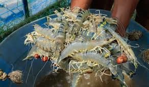 Bangladesh ký thỏa thuận với Hà Lan để đẩy mạnh ngành tôm