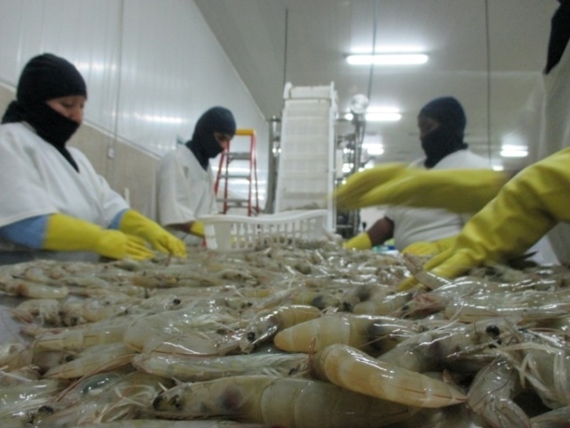 Ecuador: Dịch Covid-19 kéo giá tôm giảm