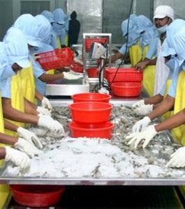 Ấn Độ: Xuất khẩu tôm dự kiến tăng nhẹ 