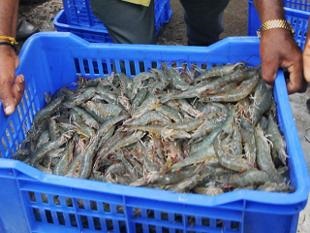 Ấn Độ: Giá tôm tăng thúc đẩy sản lượng 