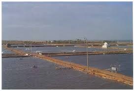 FAO: Sản lượng tôm Ấn Độ có thể tăng 10%