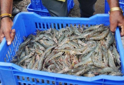Ấn Độ tăng xuất khẩu tôm sang Mỹ trong tháng 11/2016