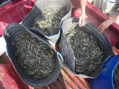 Ấn Độ: Xuất khẩu tôm tăng 21% 