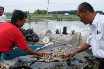 Indonesia: Sản lượng tôm xuất khẩu dự kiến tăng