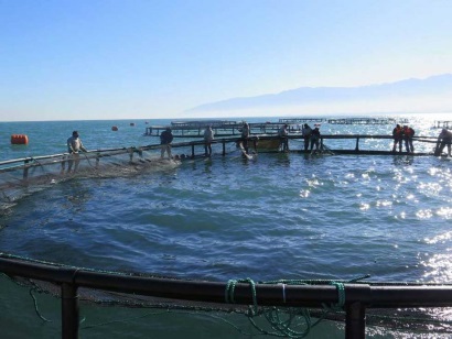 Iran: Phát triển dự án nuôi cá lồng