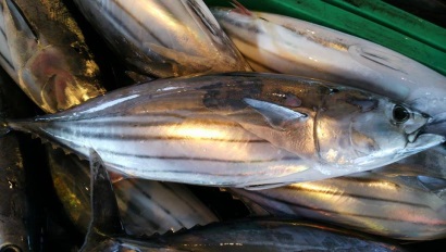 Giá cá ngừ vằn Bangkok tăng 