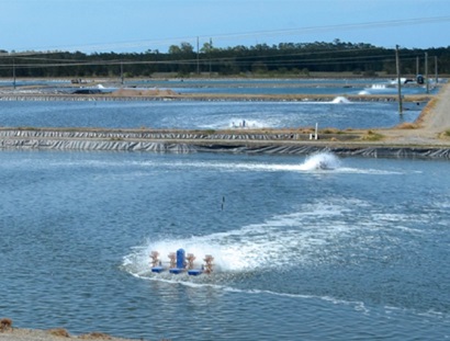 Nguồn cung tôm thế giới vẫn cao trong thời gian tới