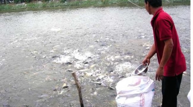 Ứng dụng hiệu quả tài nguyên và sản xuất sạch hơn giúp cắt giảm chi phí nuôi cá tra tại ĐBSCL