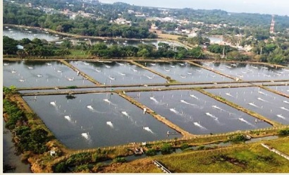 Các nước châu Mỹ Latinh tăng sản lượng tôm 