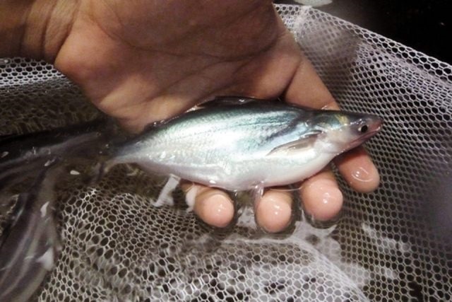 Ngành cá tra Ấn Độ sắp bùng nổ tăng trưởng 