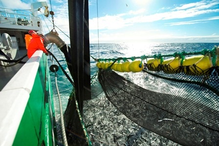 EU, Na Uy và quần đảo Faroes nâng hạn ngạch cá thu lên 41%