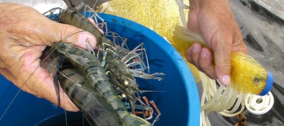 Malaysia: 50% người nuôi tôm ở Perak chuyển sang nuôi tôm sú 