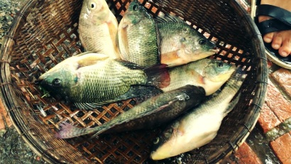 Sản lượng cá rô phi toàn cầu đến năm 2020 dự kiến tăng